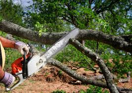 How Our Tree Care Process Works  in North Merritt Island, FL